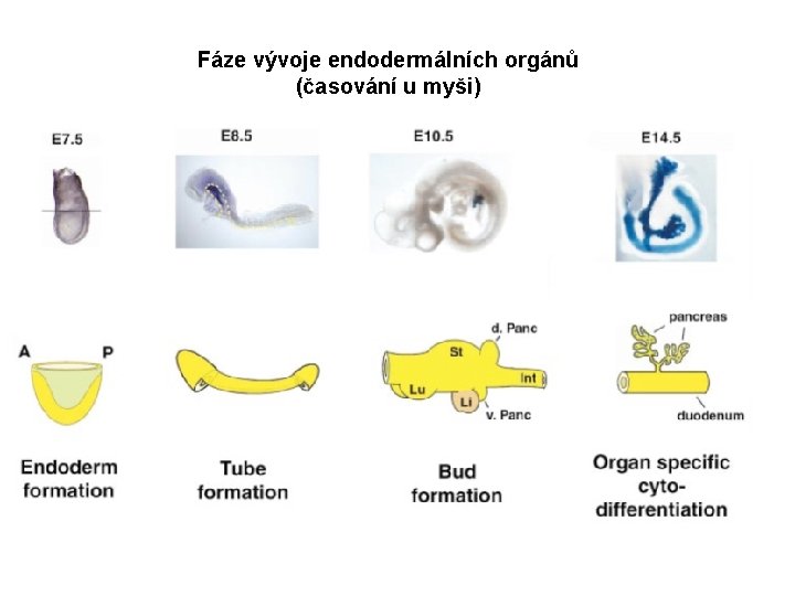 Fáze vývoje endodermálních orgánů (časování u myši) 