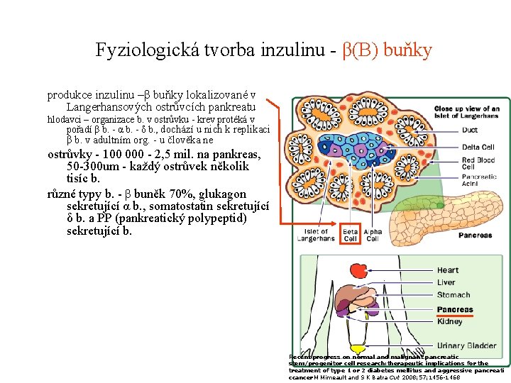 Fyziologická tvorba inzulinu - β(B) buňky produkce inzulinu –β buňky lokalizované v Langerhansových ostrůvcích