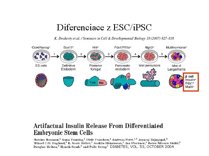 Diferenciace z ESC/i. PSC DIABETES, VOL. 53, OCTOBER 2004 