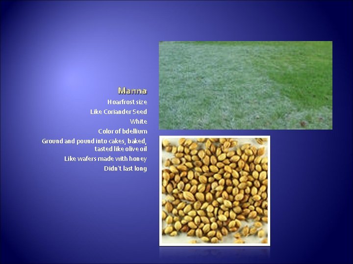 Manna Hoarfrost size Like Coriander Seed White Color of bdellium Ground and pound into