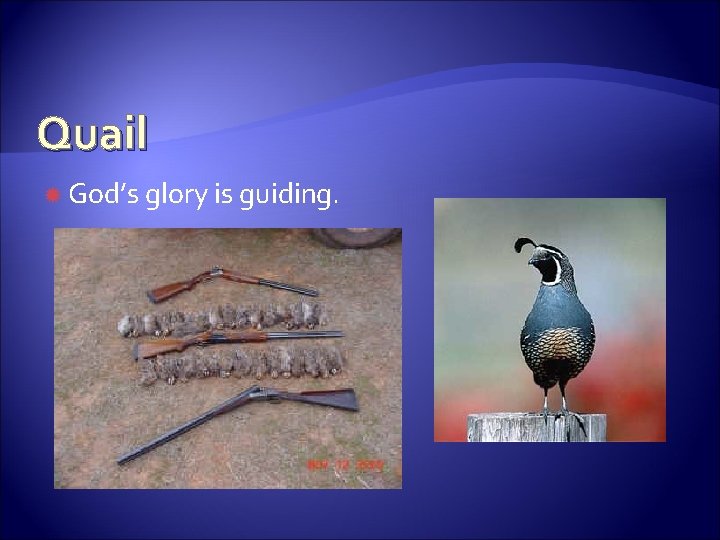 Quail God’s glory is guiding. 