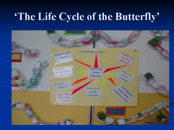 ‘The Life Cycle of the Butterfly’ 