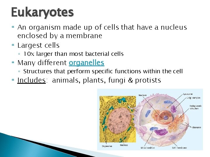 Eukaryotes An organism made up of cells that have a nucleus enclosed by a