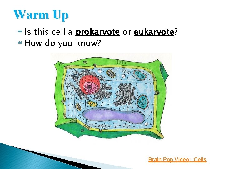 Warm Up Is this cell a prokaryote or eukaryote? How do you know? Brain