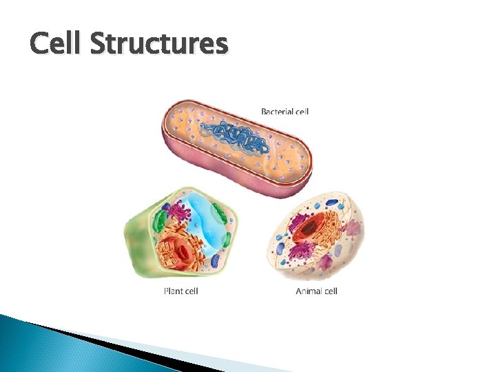 Cell Structures 