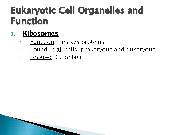 Eukaryotic Cell Organelles and Function 2. ◦ ◦ ◦ Ribosomes Function: makes proteins Found