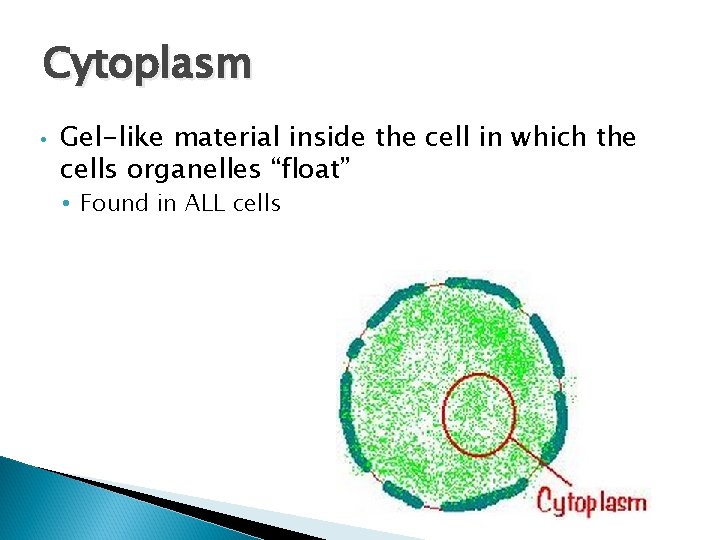 Cytoplasm • Gel-like material inside the cell in which the cells organelles “float” •