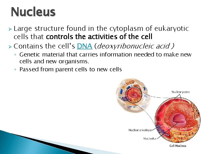 Nucleus Large structure found in the cytoplasm of eukaryotic cells that controls the activities