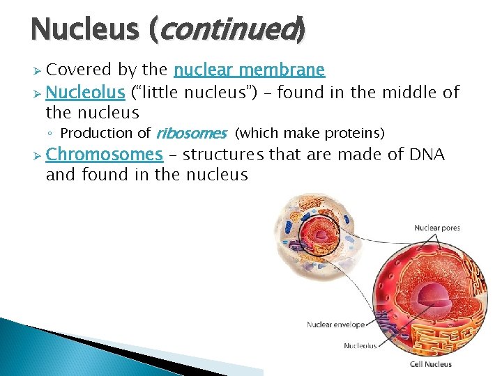 Nucleus (continued) Covered by the nuclear membrane Ø Nucleolus (“little nucleus”) – found in