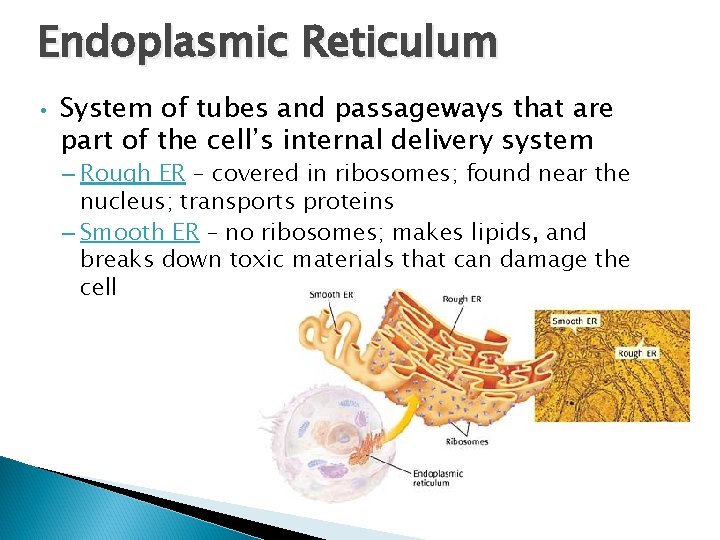 Endoplasmic Reticulum • System of tubes and passageways that are part of the cell’s