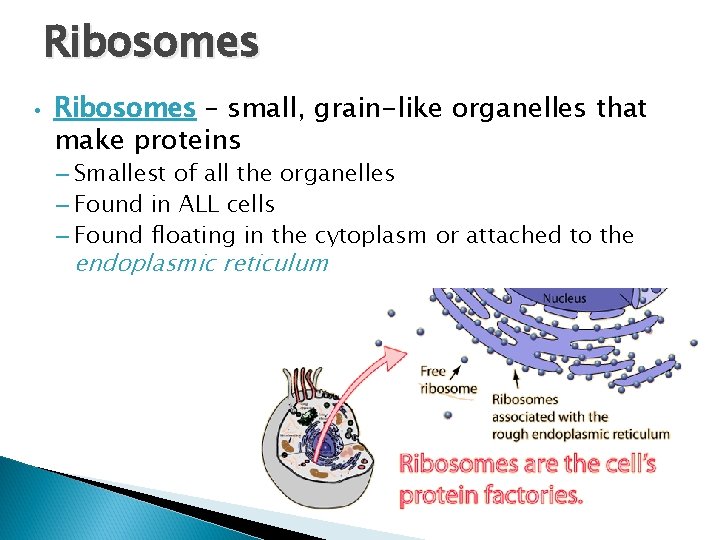 Ribosomes • Ribosomes – small, grain-like organelles that make proteins – Smallest of all