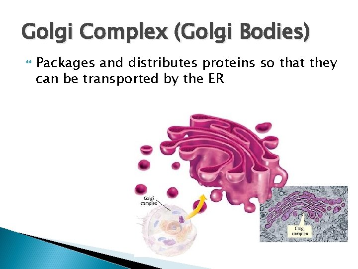 Golgi Complex (Golgi Bodies) Packages and distributes proteins so that they can be transported