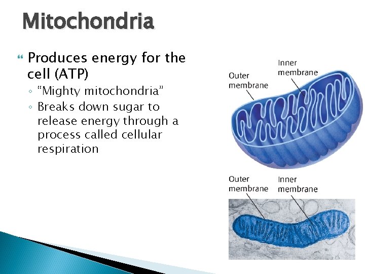 Mitochondria Produces energy for the cell (ATP) ◦ “Mighty mitochondria” ◦ Breaks down sugar