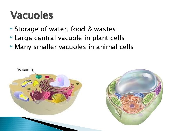 Vacuoles Storage of water, food & wastes Large central vacuole in plant cells Many