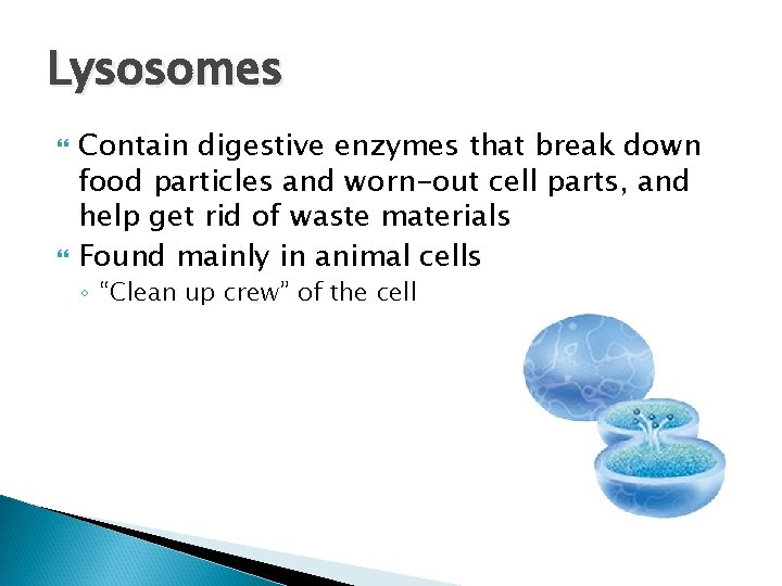 Lysosomes Contain digestive enzymes that break down food particles and worn-out cell parts, and