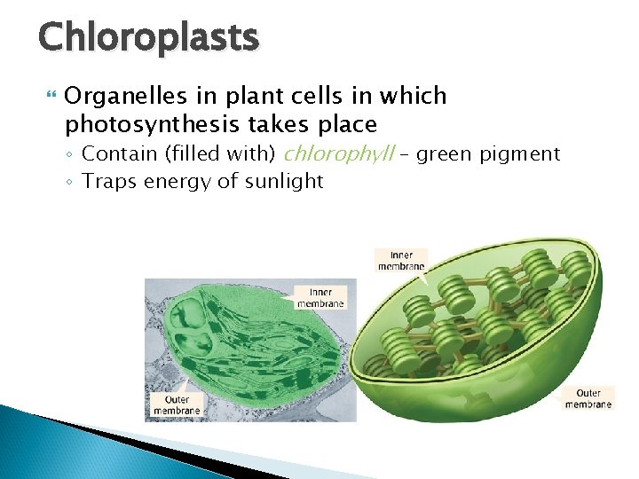 Chloroplasts Organelles in plant cells in which photosynthesis takes place ◦ Contain (filled with)