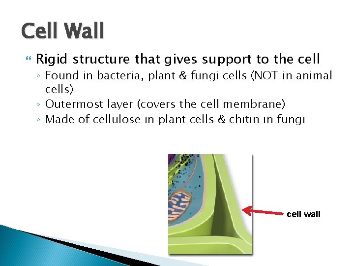 Cell Wall Rigid structure that gives support to the cell ◦ Found in bacteria,