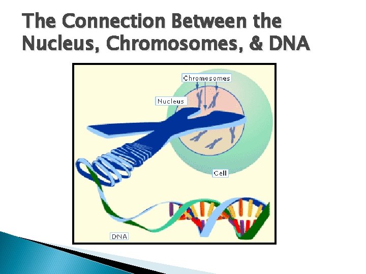 The Connection Between the Nucleus, Chromosomes, & DNA 