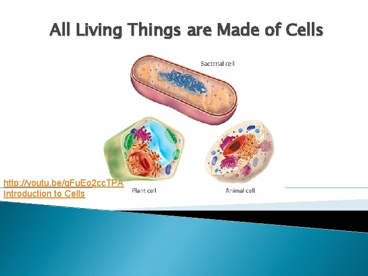 All Living Things are Made of Cells http: //youtu. be/g. Fu. Eo 2 cc.