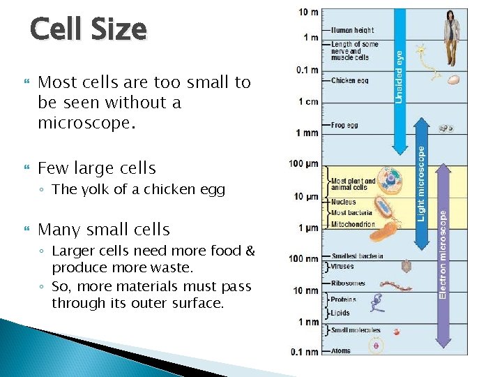 Cell Size Most cells are too small to be seen without a microscope. Few