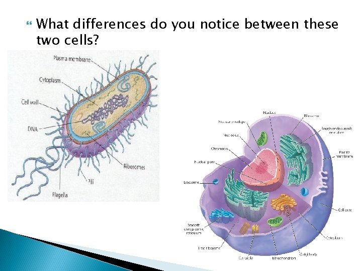  What differences do you notice between these two cells? 