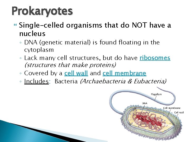 Prokaryotes Single-celled organisms that do NOT have a nucleus ◦ DNA (genetic material) is