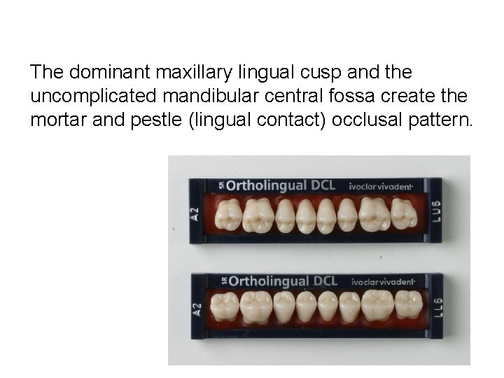 The dominant maxillary lingual cusp and the uncomplicated mandibular central fossa create the mortar