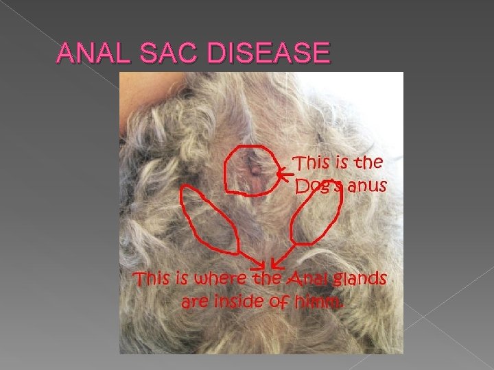 ANAL SAC DISEASE 