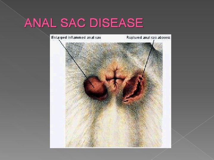 ANAL SAC DISEASE 