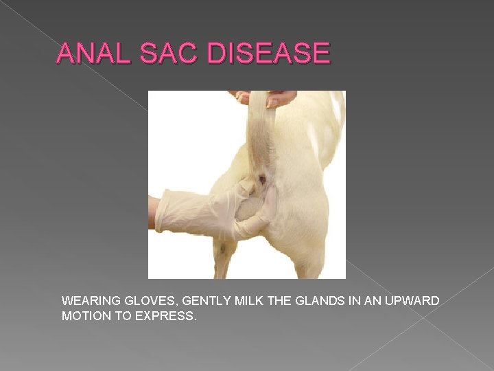 ANAL SAC DISEASE WEARING GLOVES, GENTLY MILK THE GLANDS IN AN UPWARD MOTION TO