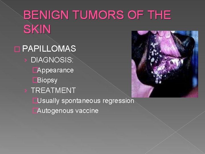 BENIGN TUMORS OF THE SKIN � PAPILLOMAS › DIAGNOSIS: �Appearance �Biopsy › TREATMENT �Usually