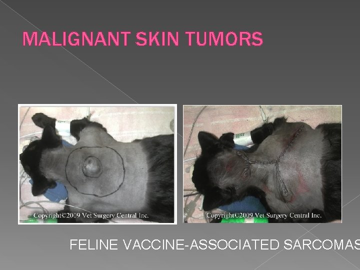 MALIGNANT SKIN TUMORS FELINE VACCINE-ASSOCIATED SARCOMAS 