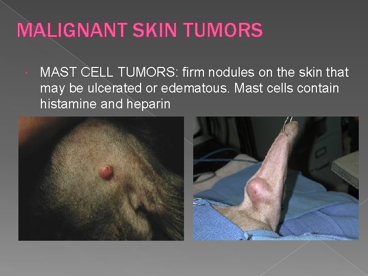 MALIGNANT SKIN TUMORS MAST CELL TUMORS: firm nodules on the skin that may be