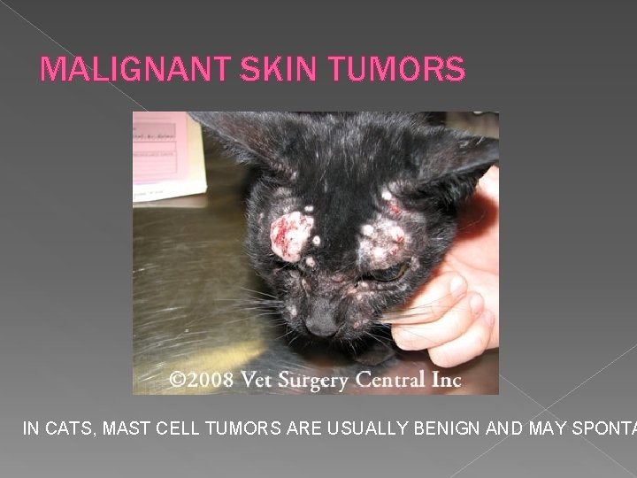 MALIGNANT SKIN TUMORS IN CATS, MAST CELL TUMORS ARE USUALLY BENIGN AND MAY SPONTA