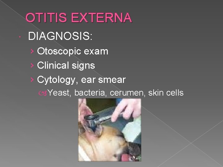 OTITIS EXTERNA DIAGNOSIS: › Otoscopic exam › Clinical signs › Cytology, ear smear Yeast,