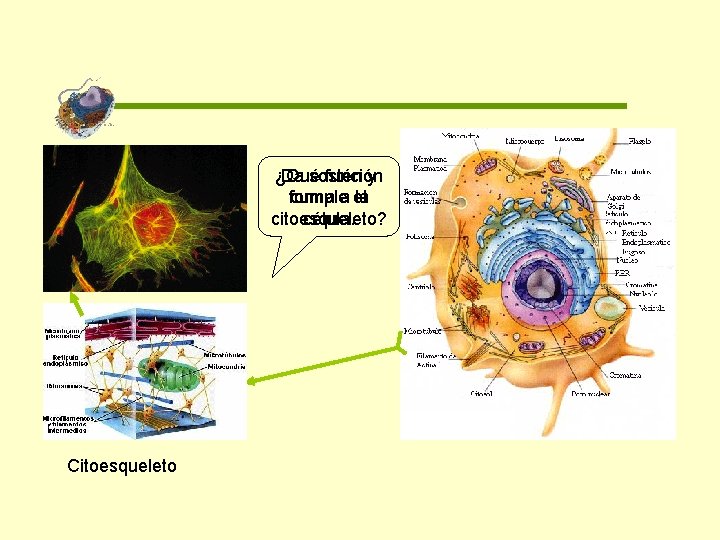 ¿Qué Da sostén función y forma cumplea el la citoesqueleto? célula. Citoesqueleto 