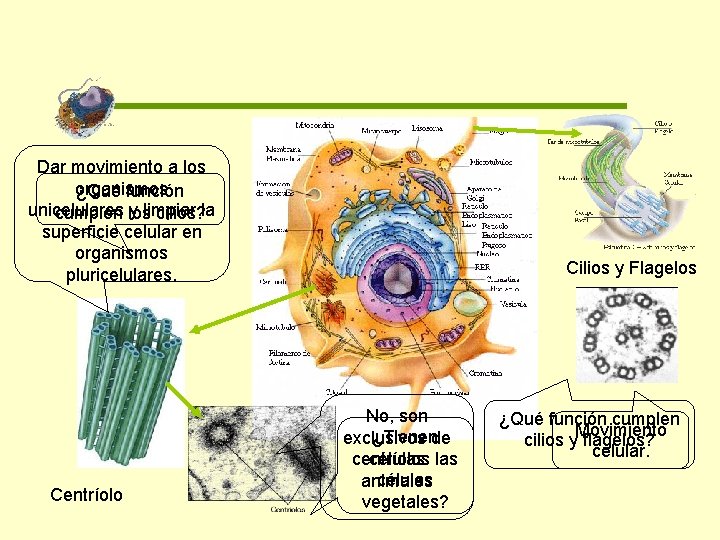 Dar movimiento a los organismos ¿Qué función unicelulares y limpiar cumplen los cilios? la