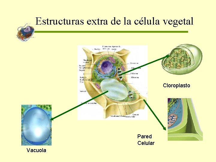 Estructuras extra de la célula vegetal Cloroplasto Pared Celular Vacuola 