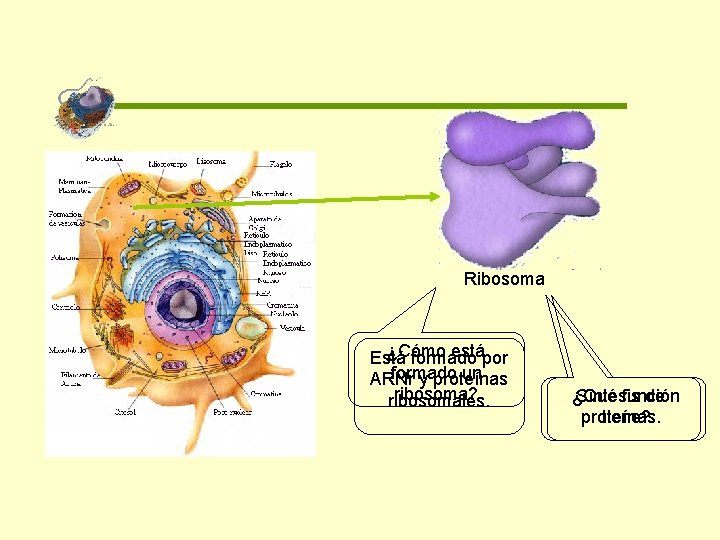 Ribosoma ¿Cómo estápor Está formado un ARNr y proteínas ribosoma? ribosomales. ¿Qué Síntesis función