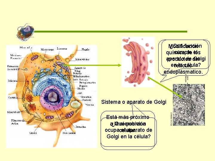 ¿Qué función Modificación cumple química de el los aparato de del Golgi productos enretículo