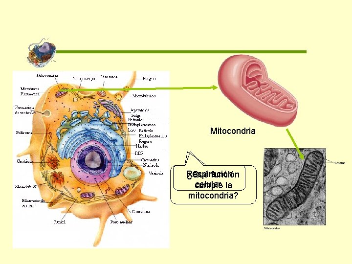 Mitocondria Respiración ¿Qué función celular. la cumple mitocondria? 