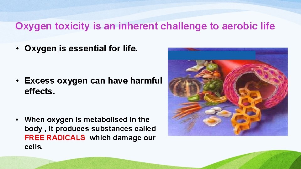 Oxygen toxicity is an inherent challenge to aerobic life • Oxygen is essential for