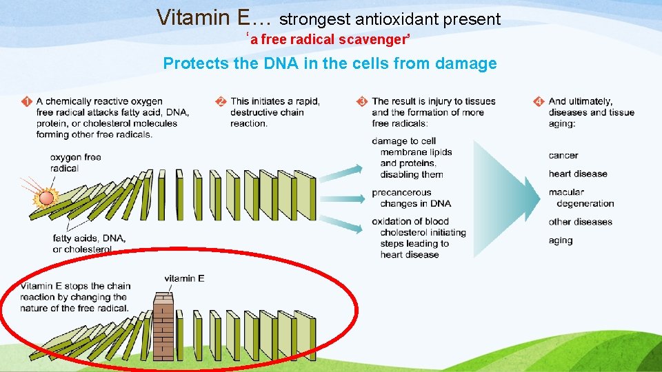 Vitamin E… strongest antioxidant present ‘a free radical scavenger’ Protects the DNA in the