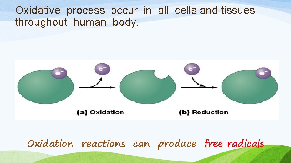 Oxidative process occur in all cells and tissues throughout human body. Oxidation reactions can