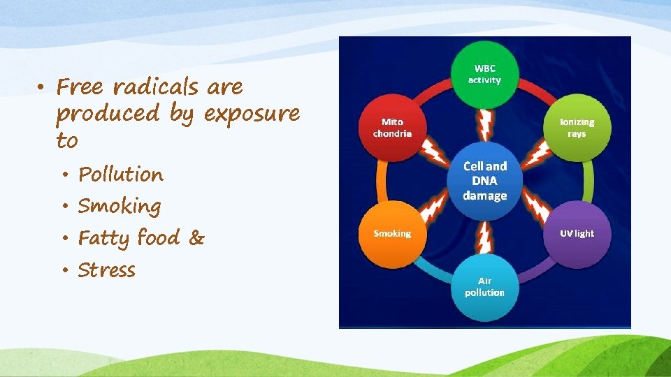  • Free radicals are produced by exposure to • Pollution • Smoking •