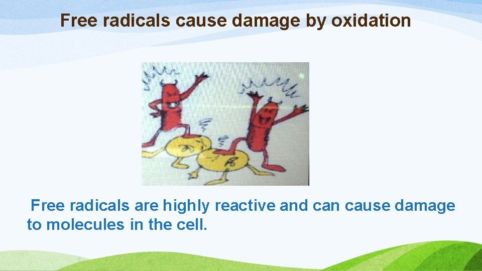 Free radicals cause damage by oxidation Free radicals are highly reactive and can cause