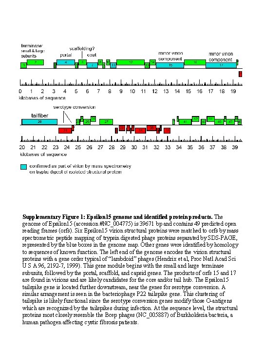 Genome map Supplementary Figure 1: Epsilon 15 genome and identified protein products. The genome