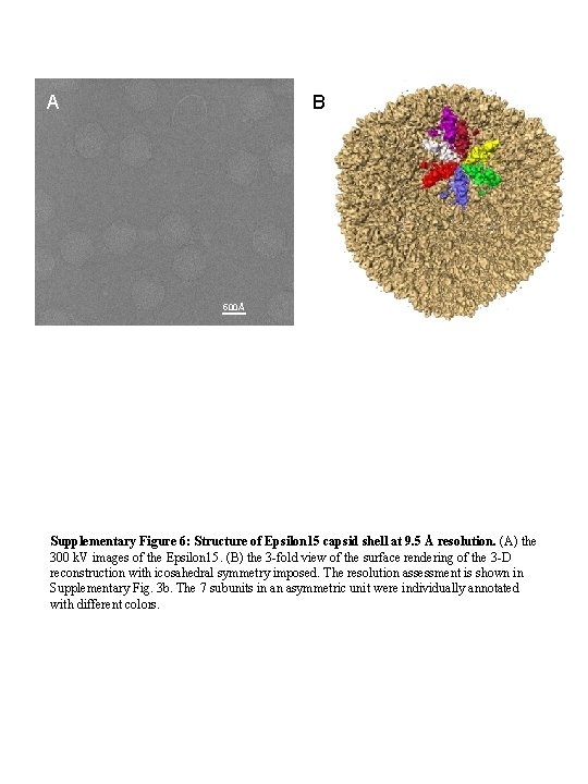 A B 500Å Supplementary Figure 6: Structure of Epsilon 15 capsid shell at 9.