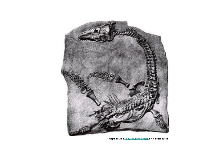 Image source: Search. com article on Plesiosaurus. 