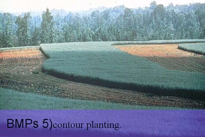 BMPs 5)contour planting. Nutrient Management Planner Certification Program 